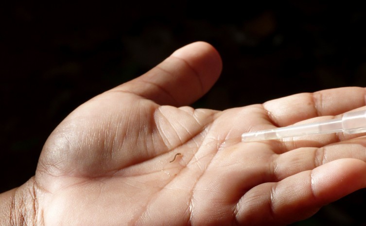 Larva do vetor transmissor da dengue - Foto: Divulgação