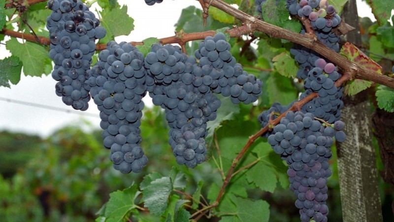 Os dados informados no Sisdevin relativos à produção de uvas e derivados garantem informações de rastreabilidade - Foto: Fernando Dias/Ascom Seapdr