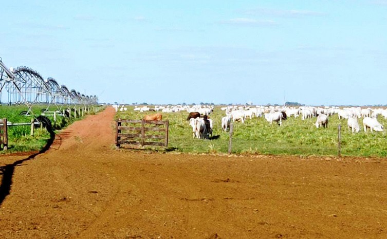 Fazenda Boa Fortuna utiliza a tecnologia no sistema de produção, cria, recria e engorda - Foto: Lincol Filho/Governo do Tocantins