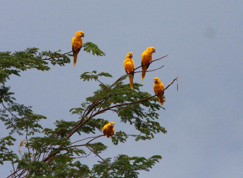 - Pássaro Guarouba guarouba, espécie ameaçada de extinção, beneficiada pelo PAT Meio Norte. (Foto: Divulgação)
