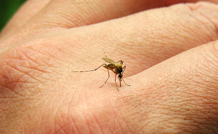 Mosquito Palha é um dos principais vetores de transmissão da Leishmaniose - Foto: Divulgação
