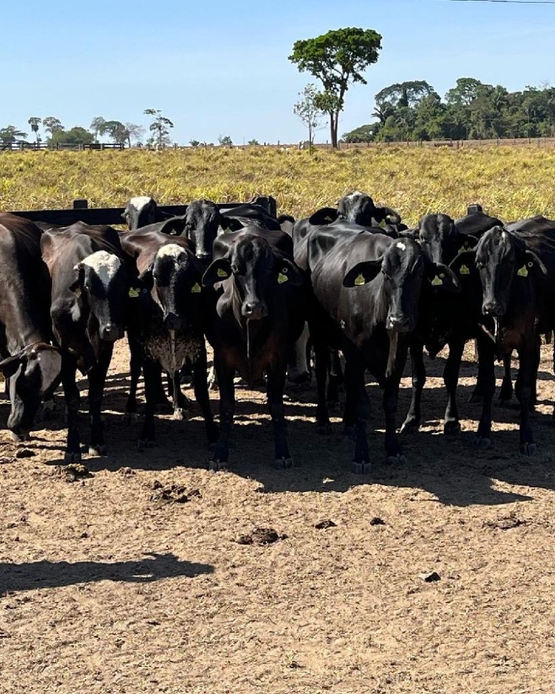 Novilhas entregues para Associação de Pequenos Produtores Santa Izabel, em Novo Horizonte do Norte. - Foto por: Assessoria Seaf-MT