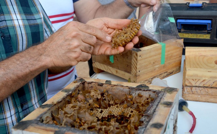 Evento vai discutir "A importância das Abelhas para a Garantia de Segurança Alimentar em Tempos de Mudanças Climáticas" - Foto: Delfino Miranda/Governo do Tocantins