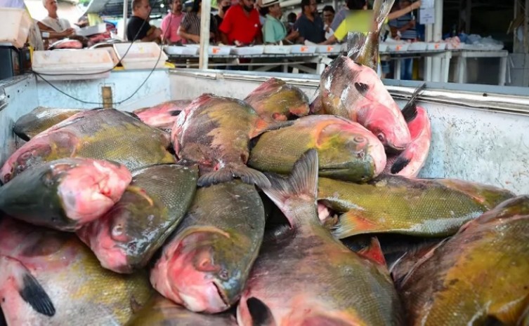 Estoques de pescados devem ser declarados até o último dia que antecede o início da Piracema - Foto: Divulgação
