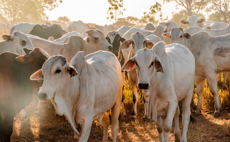 Altos índices de cobertura vacinal contra a febre aftosa que garantiram ao Tocantins a retirada da vacinação a partir de 2023 - Foto: Keven Lopes - Governo do Tocantins