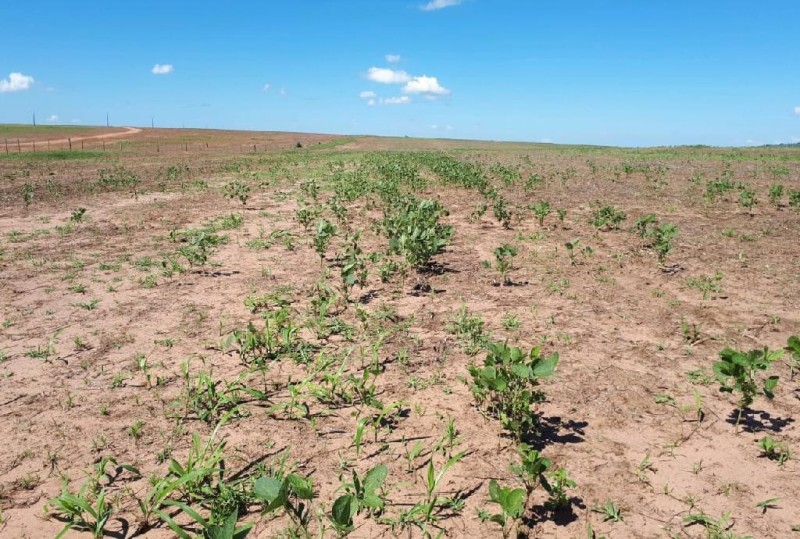 Fiscais do INDEA-MT estarão à campo de 15 de junho a 15 de setembro para verificar existência de plantas vivas de soja no Estado - Foto por: INDEA-MT