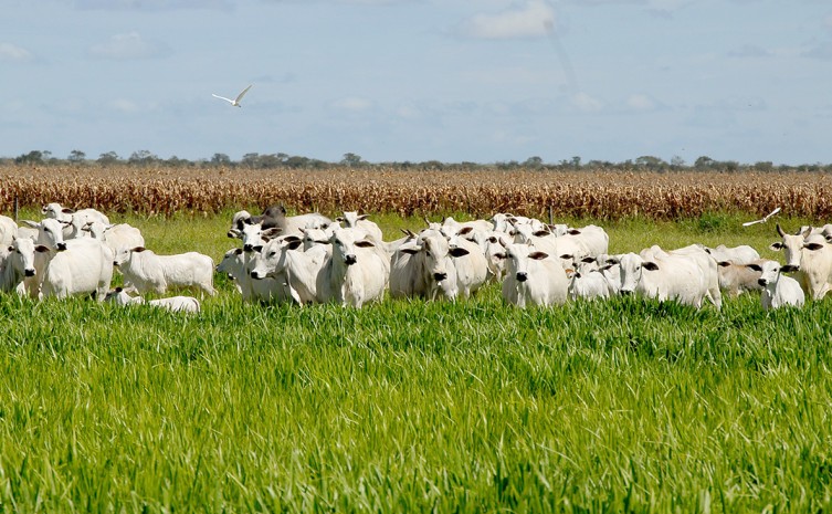 Recuperação de pastagens degradadas - Foto: Seagro/Governo do Tocantins
