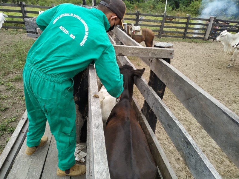 - Todos os criadores de gado bubalino e bovino, na faixa etária de 0 a 2 anos, deverão vacinar seus animais (Foto: Divulgação)