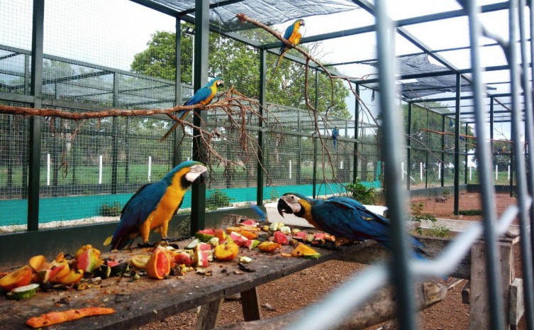 Araras estão entre os animais mais atendidos pelo Centro de Fauna do Tocantins - Foto: Naturatins/Governo do Tocantins
