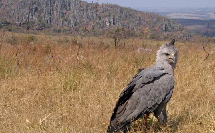 Ave consta nos registros oficiais como "Em perigo de extinção" - Foto: Divulgação