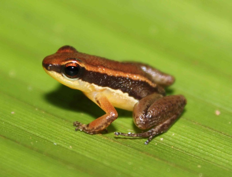 Foto: Reprodução/Secom Amazonas