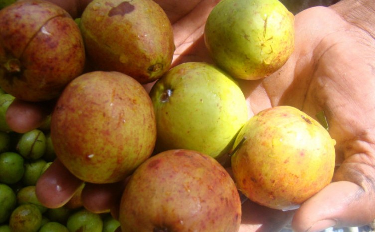 Mangabeira é uma das espécies frutíferas mais importantes do bioma cerrado - Foto: Seagro/Governo do Tocantins