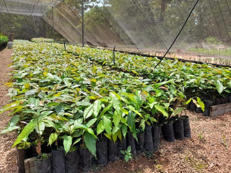 Mudas de mogno africano sendo produzidas no CRPTT de Sinop - Foto por: Empaer