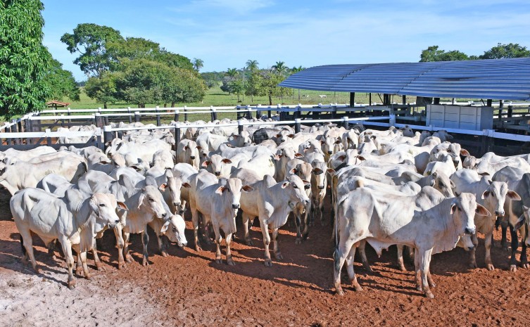 Expectativa é vacinar mais 10,5 milhões de bovídeos - Foto: Victor Guimarães/Governo do Tocantins