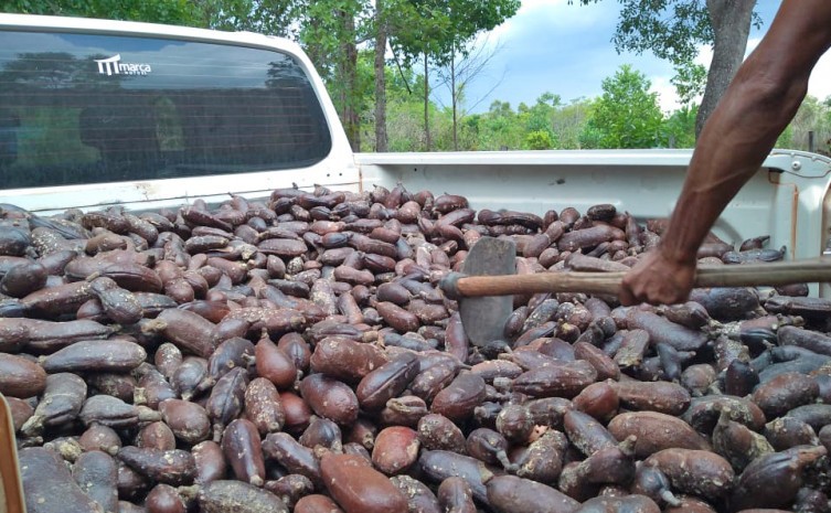 O jatobá é um fruto de casca dura, cheiro forte e com propriedades benéficas para a saúde - Foto: Rejane Nunes/Governo do Tocantins