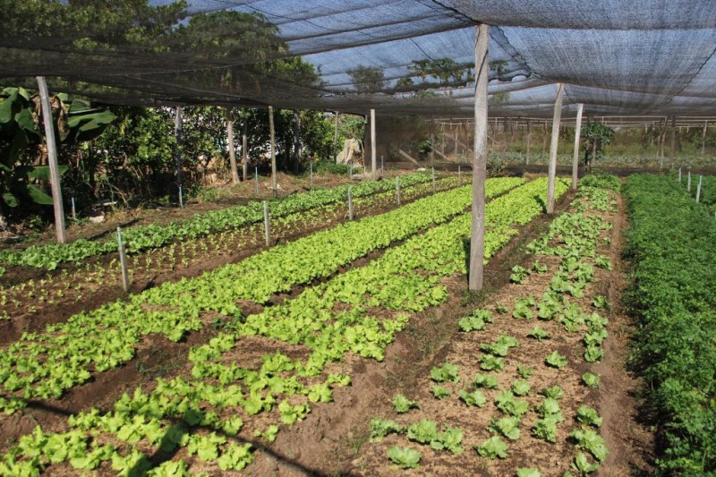 Foram realizados aproximadamente 179 mil atendimentos aos produtores rurais - Foto por: Empaer MT