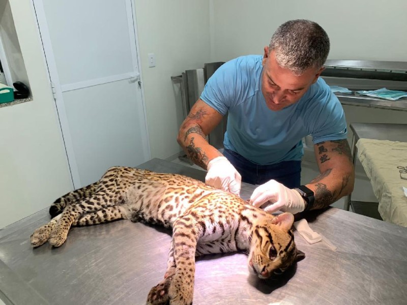 Procedimento de implante de microchip em jaguatirica resgatada pela Sema-MT - Foto por: Sema-MT