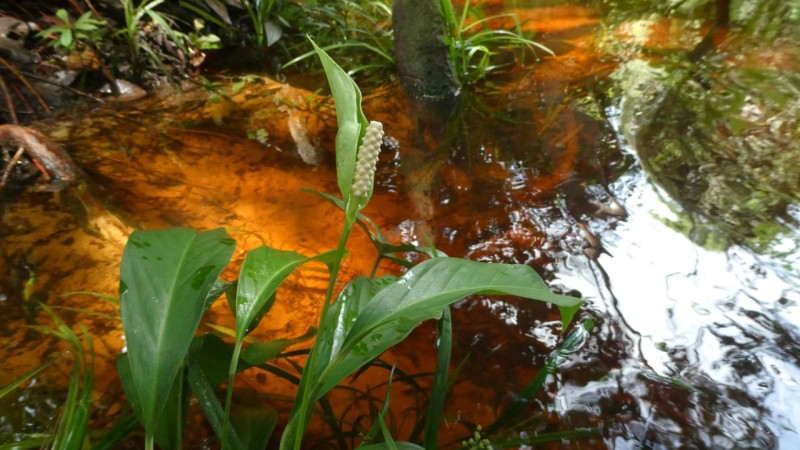 Foto: Reprodução/Secom Amazonas