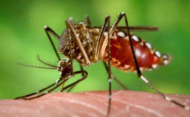 Tocantins registrou aumento de 425% no número de casos confirmados de dengue em 2022, em relação ao ano de 2021 - Foto: Divulgação
