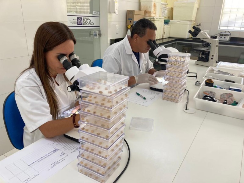 De janeiro até 19 de novembro foram analisadas 772 amostras de sementes pelo Laboratório de Sanidade Vegetal. - Foto por: Assessoria/Indea