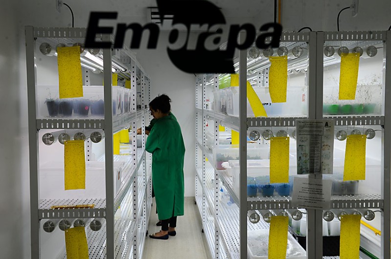 Laboratório de cultivo da Embrapa - Marcos Oliveira/Agência Senado