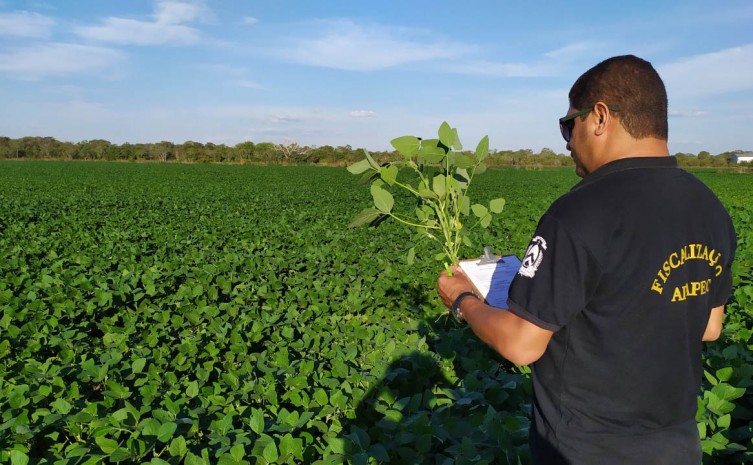 Qualidade da produção de soja é assegurada pelo monitoramento para controle e prevenção de pragas nas lavouras realizado pela Adapec - Foto: Marley Camilo/Governo do Tocantins