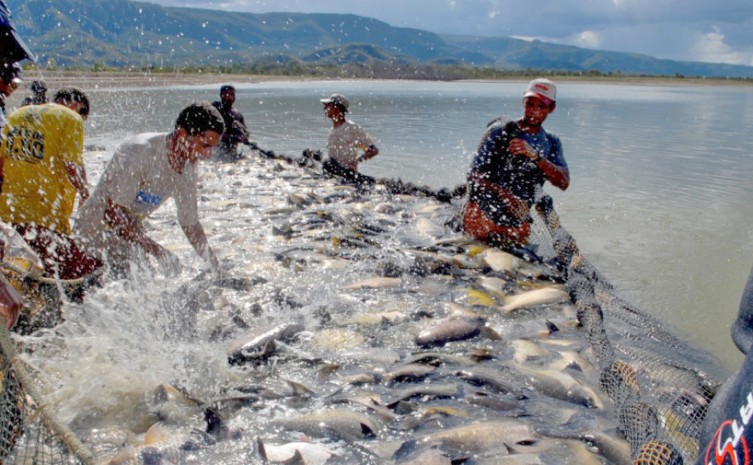 Prática da piscicultura no Tocantins é favorecida principalmente pela grande disponibilidade de recursos naturais - Foto: Seagro/Governo do Tocantins