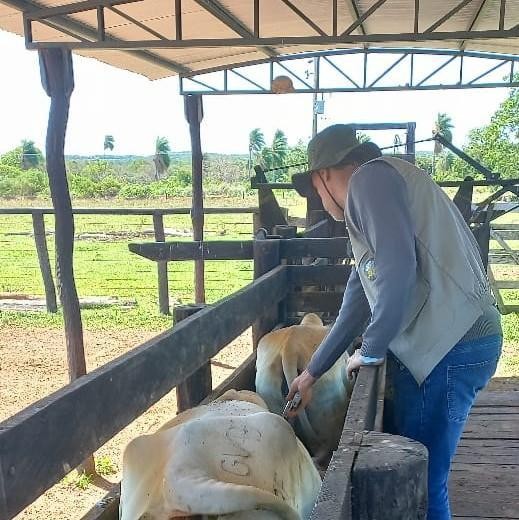 Assessoria Indea/MT