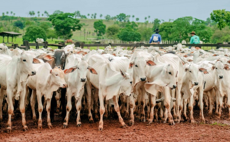 Todos os bovídeos deverão ser vacinados - Foto: Keven Lopes/Governo do Tocantins