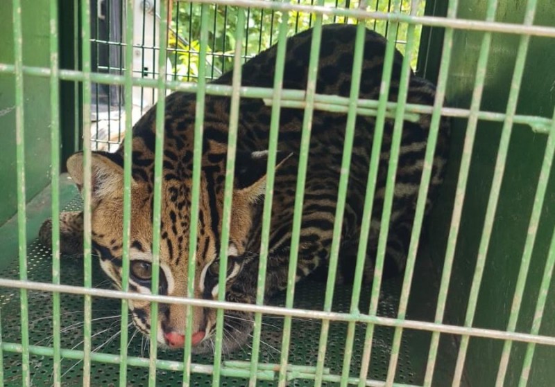 Jaguatirica é reintroduzida na natureza após seis meses de tratamento - Foto por: Sema-MT