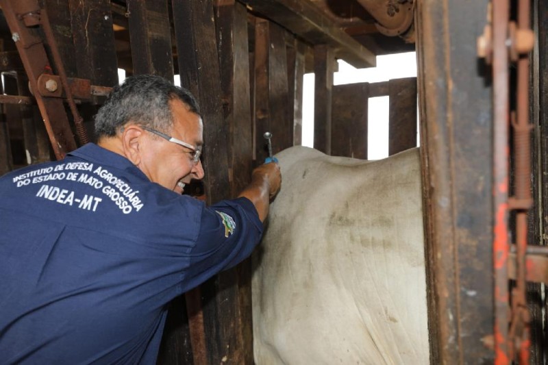 Última vacinação contra febre aftosa - Foto por: Assessoria