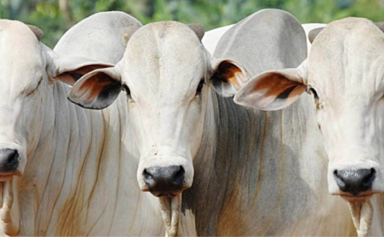 Programa Mais Genética Tocantins está disponibilizando 100 mil kits para Inseminação Artificial de Tempo Fixo e contemplando pequenos e médios pecuaristas dos 139 municípios tocantinenses - Foto: Seagro/Governo do Tocantins