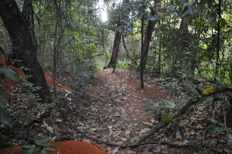Parque Ecológico dos Jequitibás | Foto: Arquivo Agência Brasília