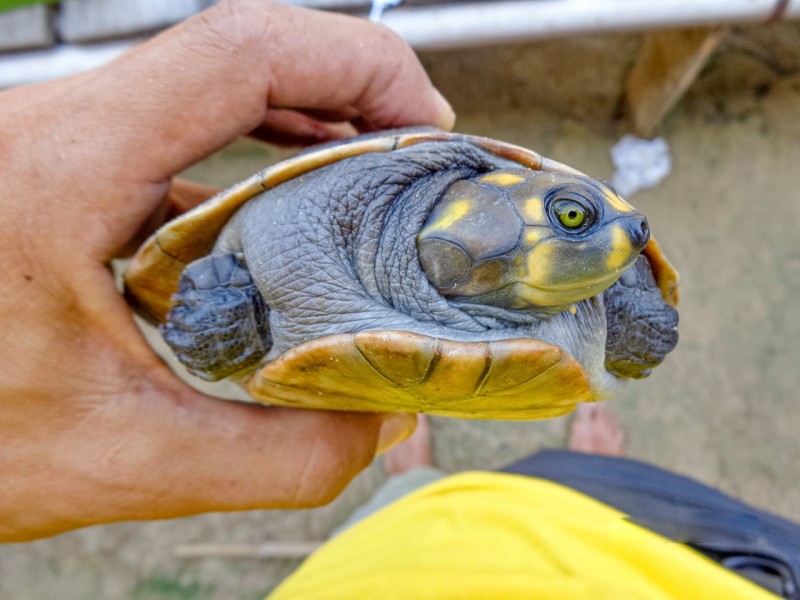Foto: Reprodução/Secom Amazonas