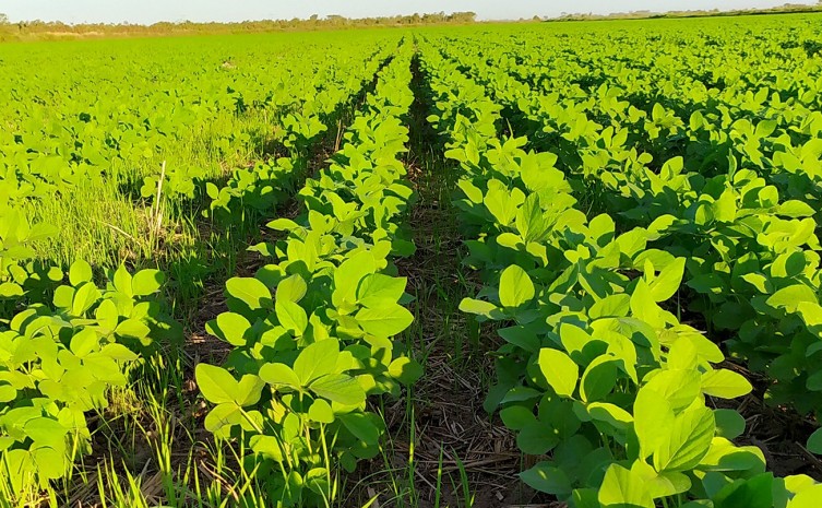 Adapec alerta sojicultores sobre fim da janela de plantio da soja sequeiro e o prazo para cadastro de áreas cultivadas - Foto: Adapec/Governo do Tocantins