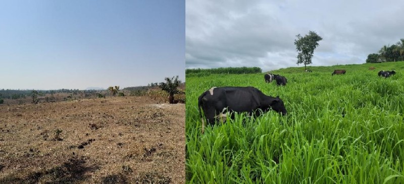 A fotos do antes e depois já com o resultado da assistência técnica e alimento garantido para criação - Foto por: Empaer