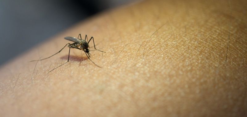 Acre enfrentou aumento de notificações de casos de dengue neste ano - (Foto: Freepik)