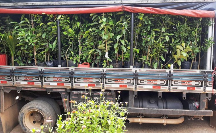 É proibida a comercialização ambulante de mudas de plantas - Foto: Adapec/Governo do Tocantins