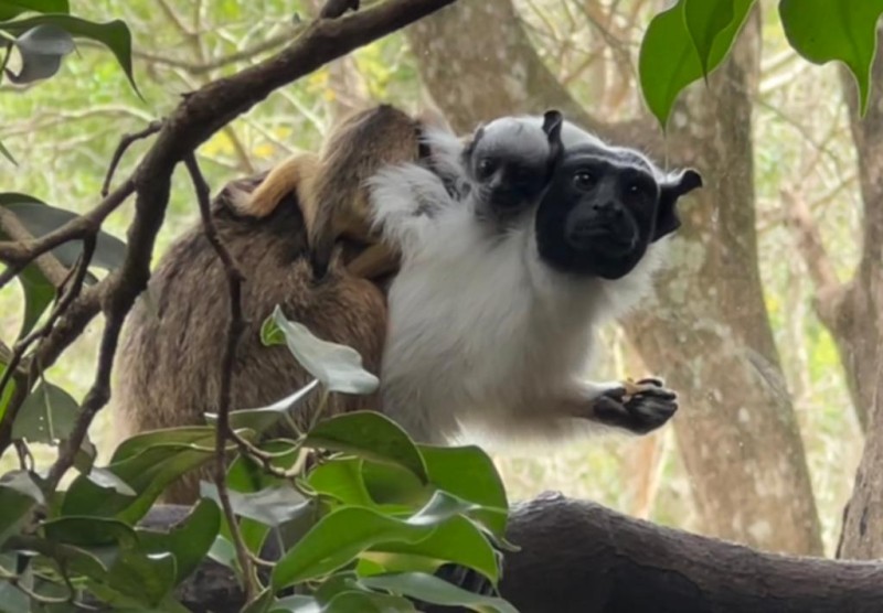 | Foto: Divulgação FJZB