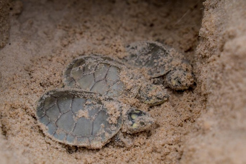 Tartarugas-da-amazônia na areia do Parque Estadual Refúgio de Vida Silvestre Quelônios do Araguaia