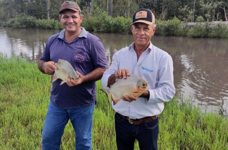 Em 2022, comercializaram 50 toneladas de peixe. - Foto por: Arquivo produtor
