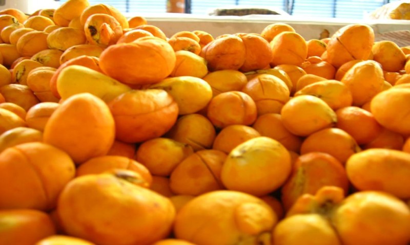 O pequi (Caryocar brasiliense) é uma fruta típica do Cerrado brasileiro, conhecido por seu sabor único e adocicado - Foto por: João de Melo/Empaer-MT