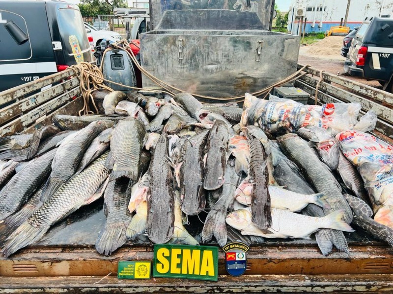 Peixes apreendidos pela fiscalização ambiental - Foto por: Sema-MT