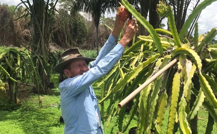 Para a realização do sonho, Joao Gontijo e a família trabalham com o cultivo de pitaya, pecuária leiteira e criação de abelha - Foto: Ruraltins/Governo do Tocantins
