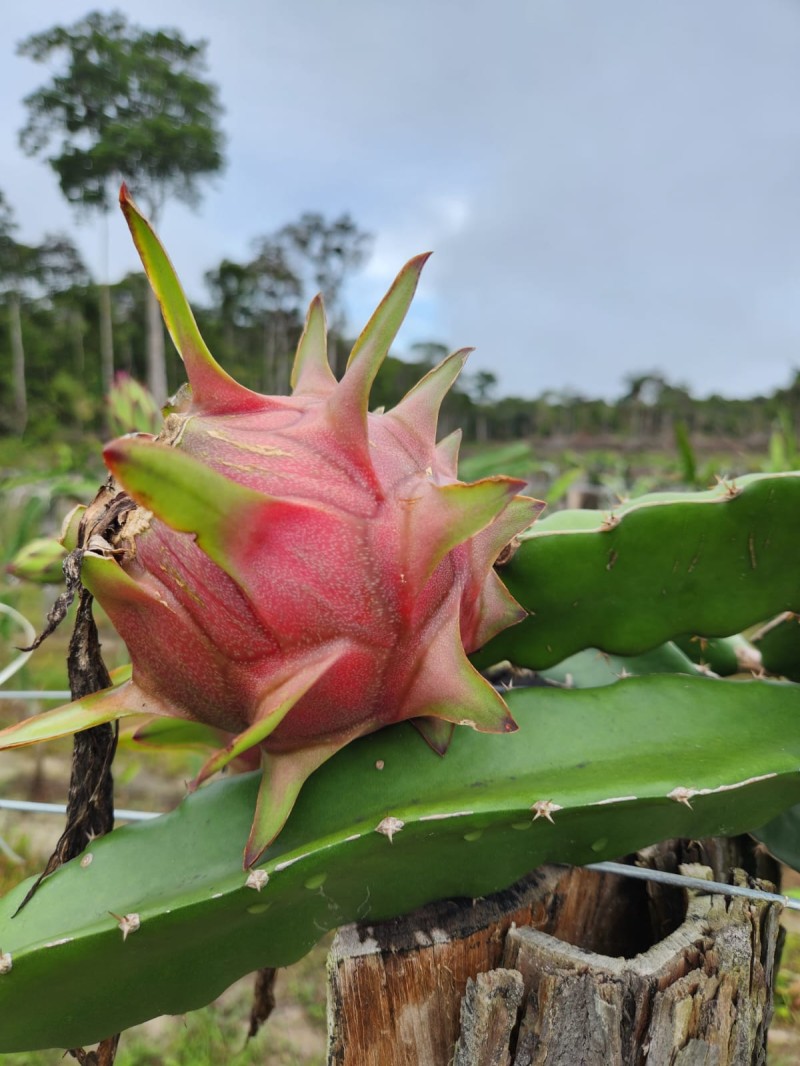 Foto: Reprodução/Secom Amazonas