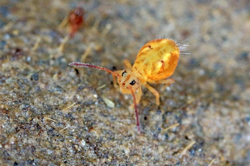 Foto: Divulgação / Udesc