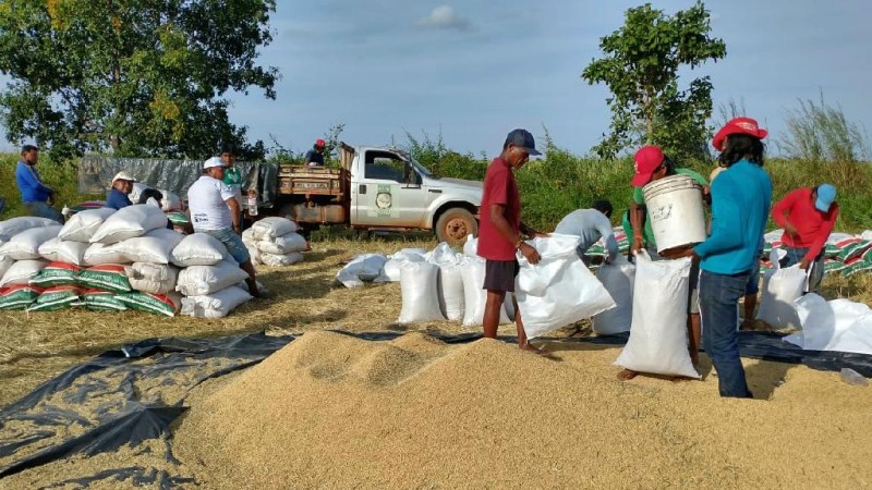 A produção vai atender uma população de 1.300 indígenas de 14 aldeias - Foto por: Empaer-MT