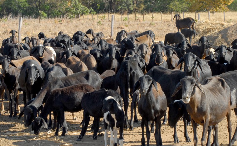 Rebanho deve ser cadastrado junto à Adapec - Foto: Lenito Abreu/Governo do Tocantins
