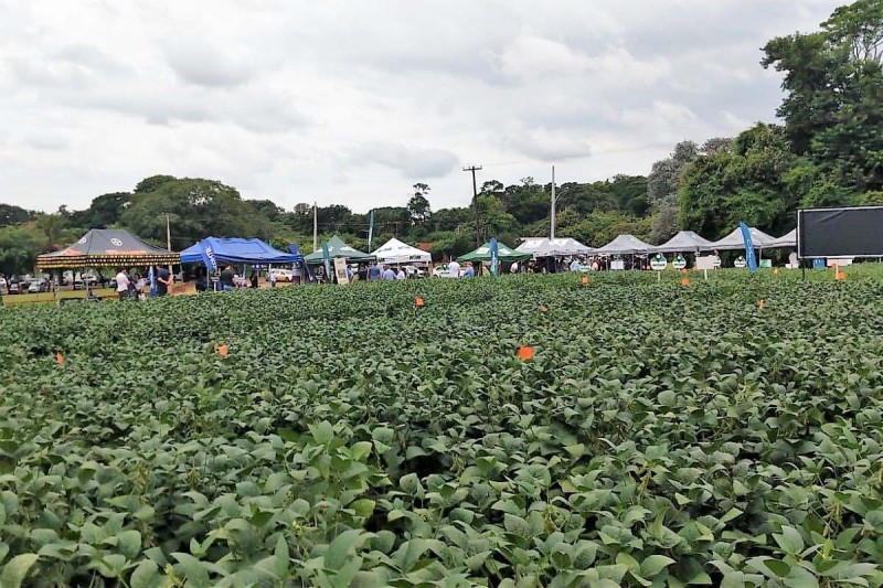 Foto: IDR-PARANÁ