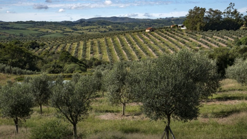 No RS há 5.986 hectares de olivais, abrangendo 110 municípios, 321 produtores, 17 fábricas de azeites e 70 marcas -Foto: Fernando Dias / Ascom Seapi